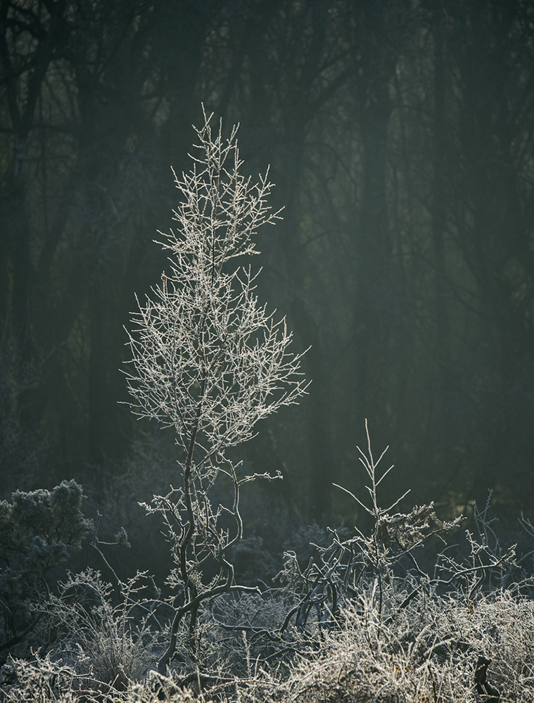 Winter Frosty Morning, West Wellow Common